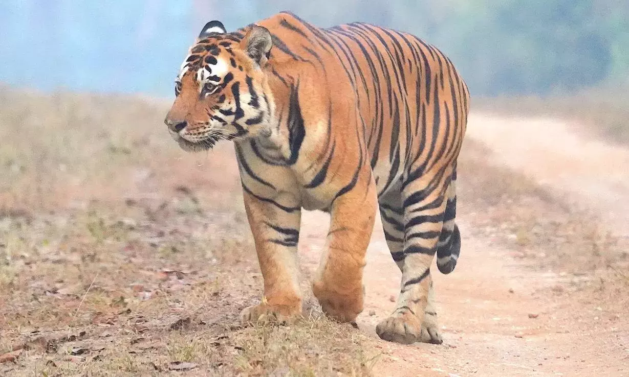 Karnataka के जंगलों में बाघों की गिनती शुरू, मंत्री खांद्रे ने कहा Karnataka के जंगलों में बाघों की गिनती शुरू, मंत्री खांद्रे ने कहा
