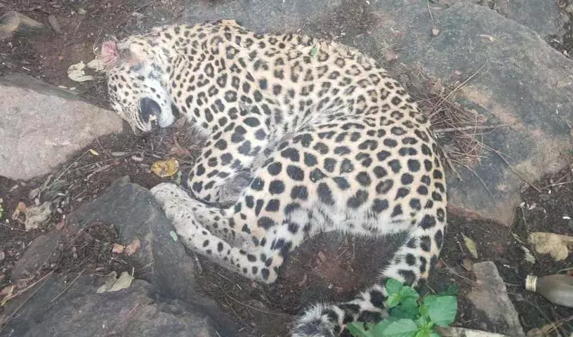 Maharashtra के नासिक में तेंदुए ने किसान पर हमला किया, कुएं में गिरने से दोनों की मौत Maharashtra के नासिक में तेंदुए ने किसान पर हमला किया, कुएं में गिरने से दोनों की मौत