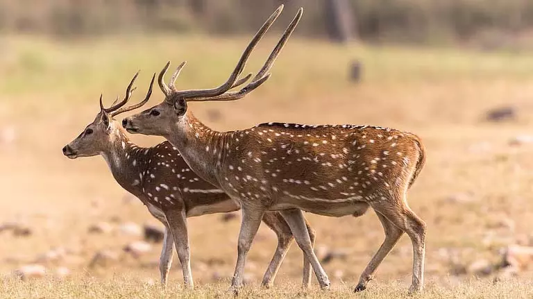 Purulia के जंगलों में हिरण और भालू लौटे, वन विभाग खुश Purulia के जंगलों में हिरण और भालू लौटे, वन विभाग खुश