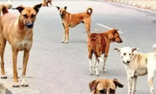 आवारा कुत्तों ने घेरकर महिला को नोचा, पार्षद के घर सामने की घटना