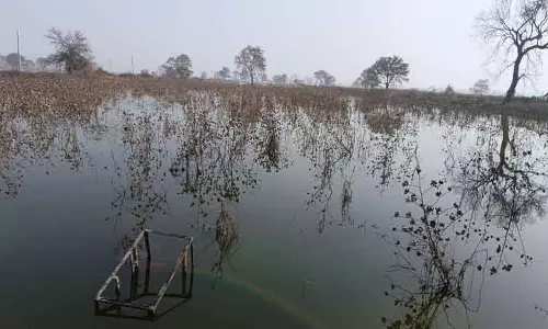 पांच महीने बाद भी भिवानी के गांवों में खेतों में बारिश का पानी जमा पांच महीने बाद भी भिवानी के गांवों में खेतों में बारिश का पानी जमा