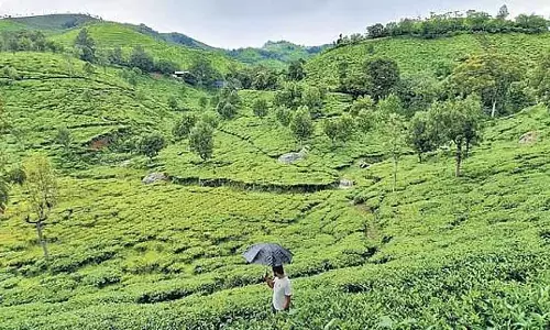 Nilgiris और कोडईकनाल में आज पाला पड़ने की संभावना