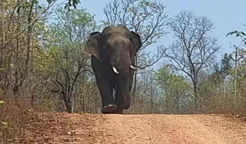 Chaibasa: पश्चिमी सिंहभूम में हाथी ने एक व्यक्ति और दो बच्चों को मार डाला Chaibasa: पश्चिमी सिंहभूम में हाथी ने एक व्यक्ति और दो बच्चों को मार डाला