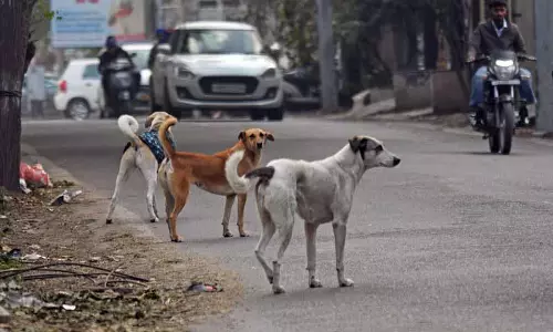 Ludhiana में आवारा कुत्तों के लिए जिला प्रशासन फीडिंग ज़ोन बनाएगा Ludhiana में आवारा कुत्तों के लिए जिला प्रशासन फीडिंग ज़ोन बनाएगा