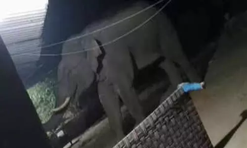 हाथी ने मचाया कोहराम, तीन दिन में पांच को कुचलकर मार डाला