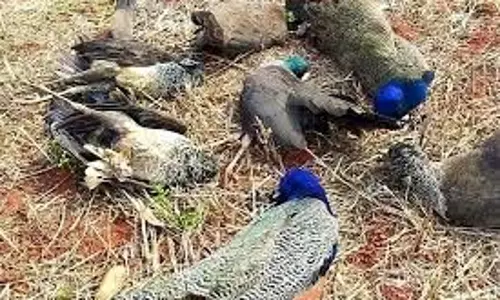 Rajasthan: 12 राष्ट्रीय पक्षी  के शव मिलने से सनसनी, वन विभाग में मची खलबली