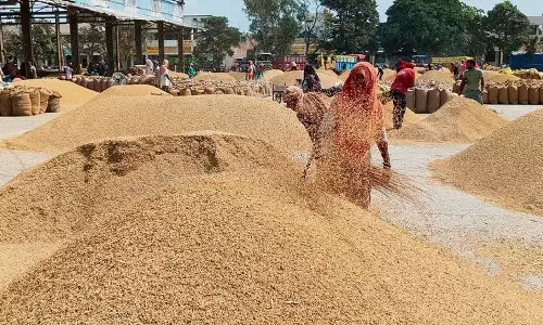 Karnal में मिलर्स को क्षमता से ज़्यादा धान का आवंटन जांच के दायरे में
