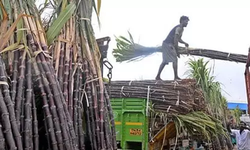 Tamil Nadu पोंगल हैम्पर्स: लाल गन्ने की कम खरीद कीमत से किसान परेशान