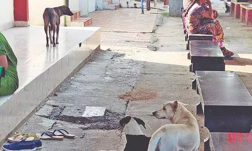 Chennai: गंदा वाशरमेनपेट रेलवे स्टेशन आवारा कुत्तों का अड्डा बन गया है Chennai: गंदा वाशरमेनपेट रेलवे स्टेशन आवारा कुत्तों का अड्डा बन गया है