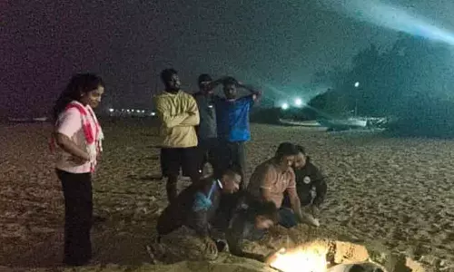 Karwar : ओलिव रिडले कछुए तट पर बच्चे देने लगे हैं Karwar : ओलिव रिडले कछुए तट पर बच्चे देने लगे हैं