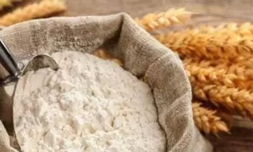 PAU की देसी जई की किस्म से मिलता है बढ़िया चारा, पौष्टिक अनाज