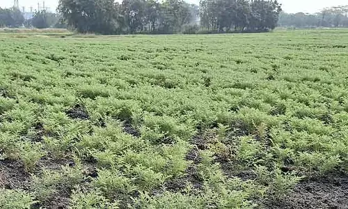 Siruguppa : किसानों को चने की अच्छी पैदावार की उम्मीद है Siruguppa : किसानों को चने की अच्छी पैदावार की उम्मीद है