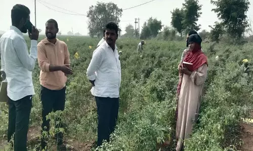 Tejashri किस्म की मिर्च की खेती में फसल सुरक्षा के उपाय Tejashri किस्म की मिर्च की खेती में फसल सुरक्षा के उपाय