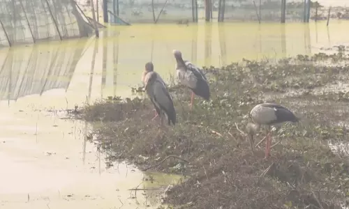 Odisha: तापमान गिरने के साथ ही प्रवासी पक्षी चिल्का झील पर पहुंचे