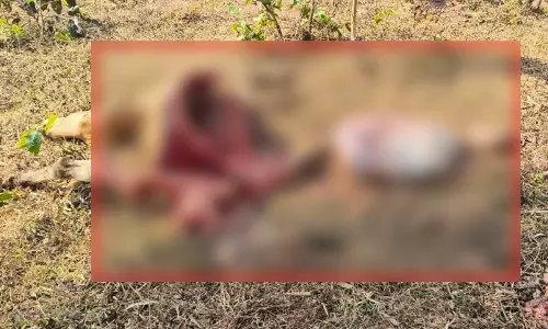 खडियापाल में शेर ने मवेशी का शिकार किया, ग्रामीणों को सतर्क रहने की हिदायत