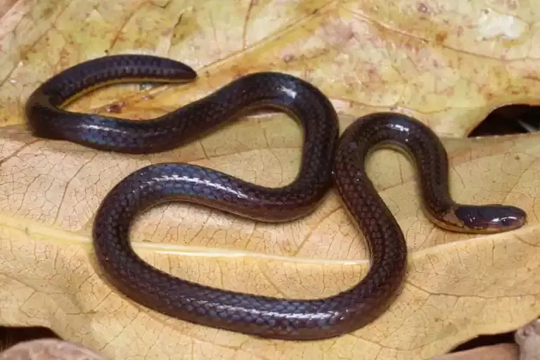 Mizoram: रीड स्नेक की नई प्रजाति की पहचान, जिससे दशकों से चला आ रहा टैक्सोनॉमिक कन्फ्यूजन खत्म Mizoram: रीड स्नेक की नई प्रजाति की पहचान, जिससे दशकों से चला आ रहा टैक्सोनॉमिक कन्फ्यूजन खत्म