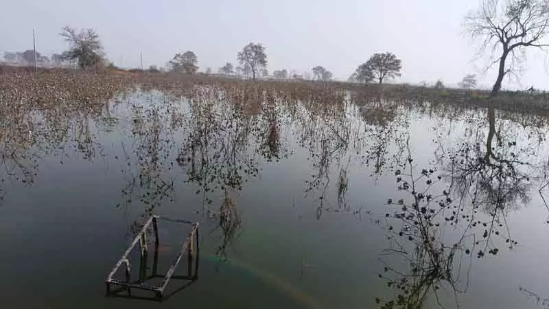 पांच महीने बाद भी भिवानी के गांवों में खेतों में बारिश का पानी जमा पांच महीने बाद भी भिवानी के गांवों में खेतों में बारिश का पानी जमा