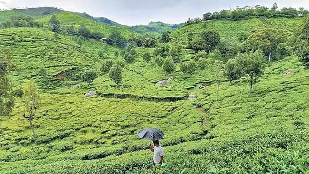 Nilgiris और कोडईकनाल में आज पाला पड़ने की संभावना Nilgiris और कोडईकनाल में आज पाला पड़ने की संभावना