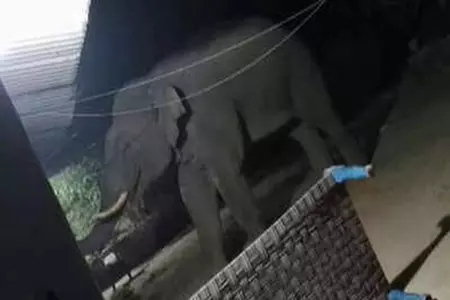 हाथी ने मचाया कोहराम, तीन दिन में पांच को कुचलकर मार डाला हाथी ने मचाया कोहराम, तीन दिन में पांच को कुचलकर मार डाला