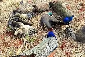 Rajasthan: 12 राष्ट्रीय पक्षी के शव मिलने से सनसनी, वन विभाग में मची खलबली Rajasthan: 12 राष्ट्रीय पक्षी के शव मिलने से सनसनी, वन विभाग में मची खलबली