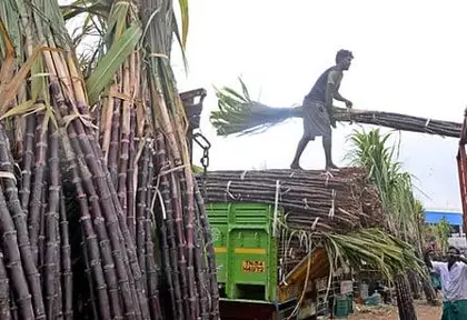 Tamil Nadu पोंगल हैम्पर्स: लाल गन्ने की कम खरीद कीमत से किसान परेशान Tamil Nadu पोंगल हैम्पर्स: लाल गन्ने की कम खरीद कीमत से किसान परेशान