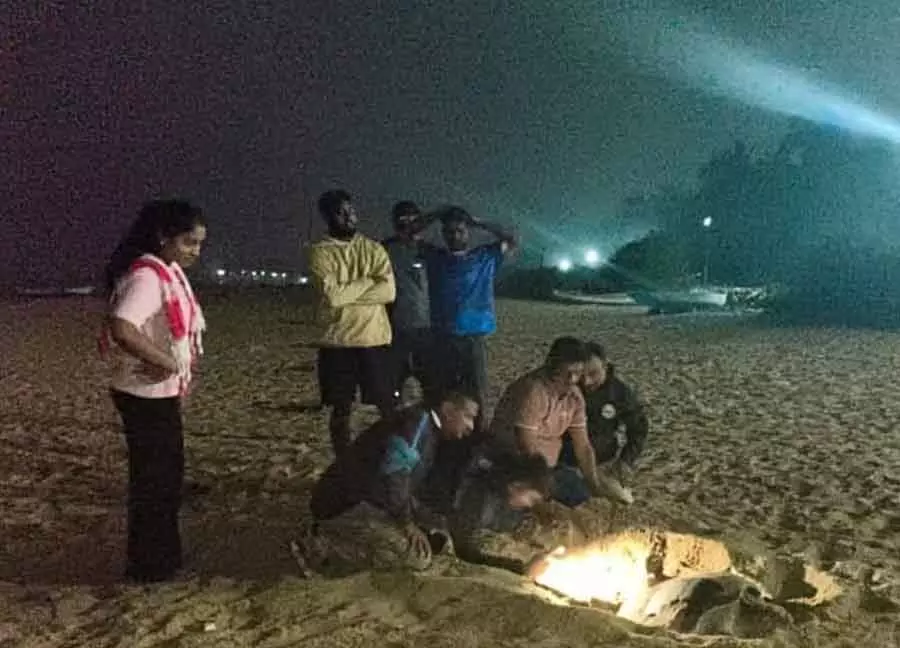 Karwar : ओलिव रिडले कछुए तट पर बच्चे देने लगे हैं Karwar : ओलिव रिडले कछुए तट पर बच्चे देने लगे हैं