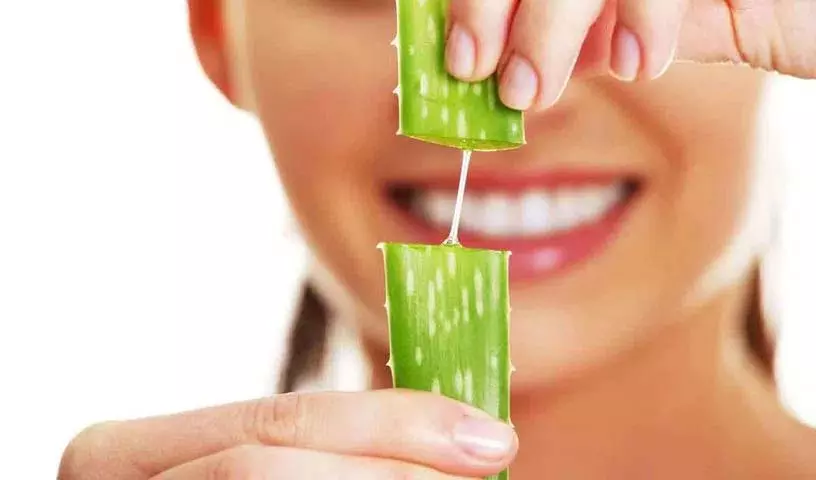 Aloe Vera स्किन के लिए, जानें इसे कैसे इस्तेमाल करें, टिप्स और हेल्थ बेनिफिट्स Aloe Vera स्किन के लिए, जानें इसे कैसे इस्तेमाल करें, टिप्स और हेल्थ बेनिफिट्स