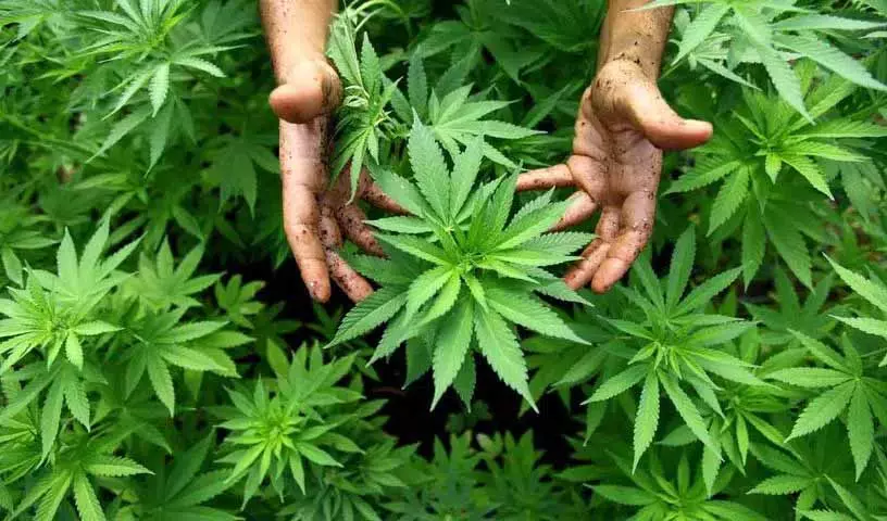 ईगल फोर्स ने Hyderabad में 10 किलो गांजा के साथ एक किशोर को पकड़ा ईगल फोर्स ने Hyderabad में 10 किलो गांजा के साथ एक किशोर को पकड़ा