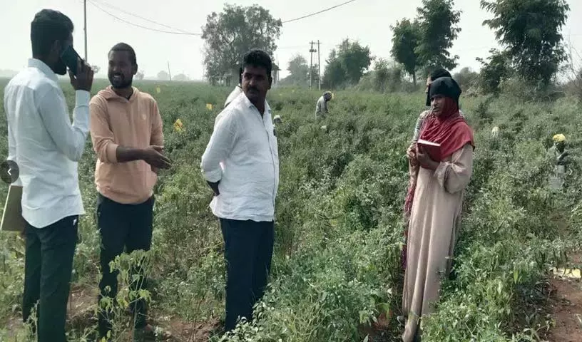 Tejashri किस्म की मिर्च की खेती में फसल सुरक्षा के उपाय Tejashri किस्म की मिर्च की खेती में फसल सुरक्षा के उपाय