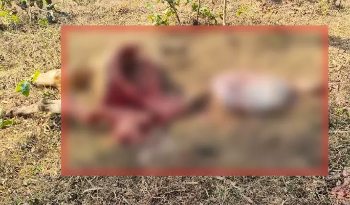 खडियापाल में शेर ने मवेशी का शिकार किया, ग्रामीणों को सतर्क रहने की हिदायत खडियापाल में शेर ने मवेशी का शिकार किया, ग्रामीणों को सतर्क रहने की हिदायत