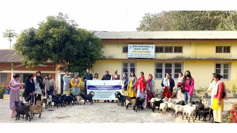 Nagaland: चुमौकेदिमा की महिला किसानों को बकरी बांटने से फ़ायदा हुआ Nagaland: चुमौकेदिमा की महिला किसानों को बकरी बांटने से फ़ायदा हुआ