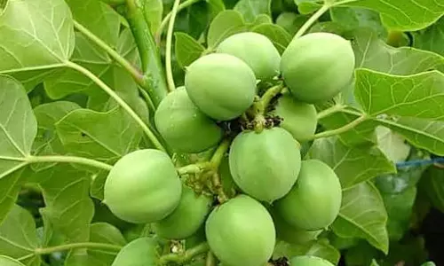 17 बच्चे हुए बेहोश, रतनजोत खाने की आशंका