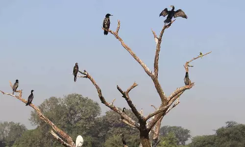 MP : पक्षियों की भागीदारी में राज्य राष्ट्रीय स्तर पर सबसे आगे