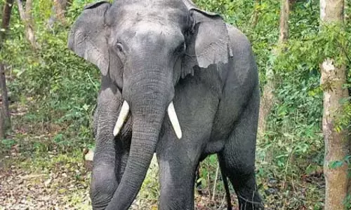 जंगली हाथी का कहर: एक रात में छह लोगों की मौत, पूरे इलाके में दहशत जंगली हाथी का कहर: एक रात में छह लोगों की मौत, पूरे इलाके में दहशत