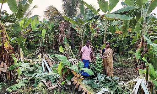 Karnataka : जंगली हाथी के हमले में लौकी से भरा केले का बागान नष्ट हो गया Karnataka : जंगली हाथी के हमले में लौकी से भरा केले का बागान नष्ट हो गया