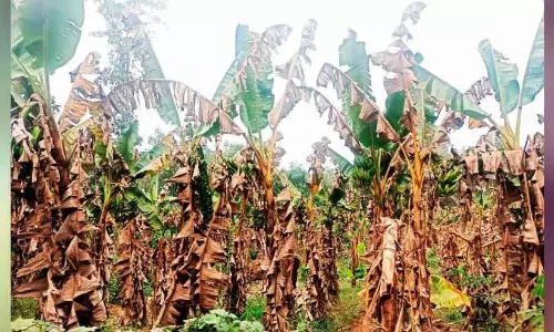 Kerala ; लोकल केलों की कोई कीमत नहीं Kerala ; लोकल केलों की कोई कीमत नहीं