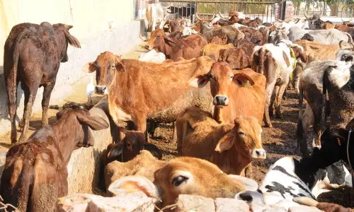 Haryana ने गौशालाओं के लिए सब्सिडी वाली बिजली योजना का दायरा बढ़ाया