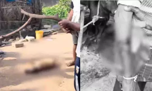 AP: पालतू कुत्ते ने 8 लोगों पर हमला किया, ग्रामीणों ने बेरहमी से मार डाला AP: पालतू कुत्ते ने 8 लोगों पर हमला किया, ग्रामीणों ने बेरहमी से मार डाला