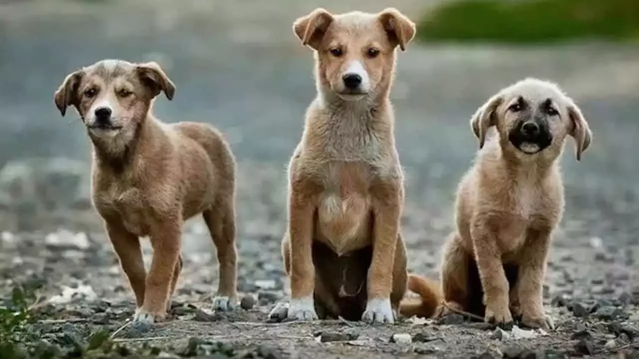 Karnataka: आवारा कुत्तों ने बच्चे पर हमला किया, अस्पताल में भर्ती Karnataka: आवारा कुत्तों ने बच्चे पर हमला किया, अस्पताल में भर्ती