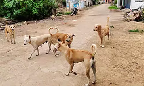 Haveri : शिक्षक आवारा कुत्तों की गिनती करेंगे Haveri : शिक्षक आवारा कुत्तों की गिनती करेंगे