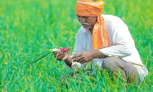 Nashik : किसानों को बेहतर फसल प्रबंधन के लिए सूखे का उपयोग करने की सलाह दी गई Nashik : किसानों को बेहतर फसल प्रबंधन के लिए सूखे का उपयोग करने की सलाह दी गई
