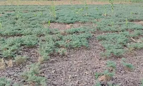 Gajendragarh : चने की फसल में बीमारी का असर Gajendragarh : चने की फसल में बीमारी का असर