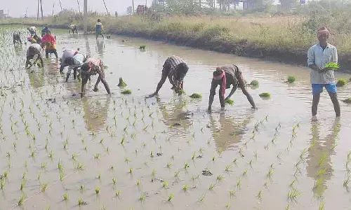 Karnataka : कृष्णा अचुकट्टू इलाके में धान की रोपाई का काम जारी है