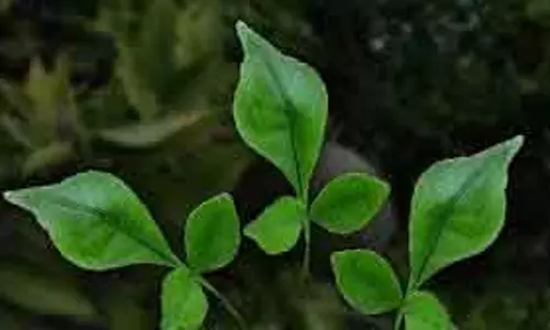 बेल के पत्ते से डायबिटीज नियंत्रित करने का Ayurvedic तरीका