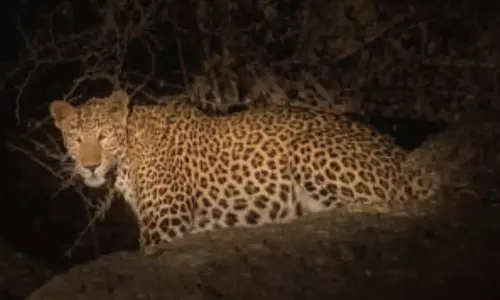 बस्तर में तेंदुए का वीडियो वायरल, वन विभाग ने बताया भ्रामक