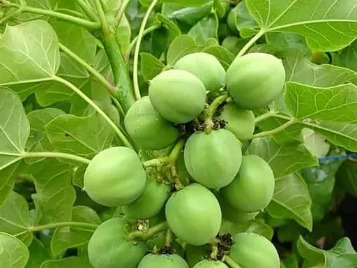 17 बच्चे हुए बेहोश, रतनजोत खाने की आशंका 17 बच्चे हुए बेहोश, रतनजोत खाने की आशंका