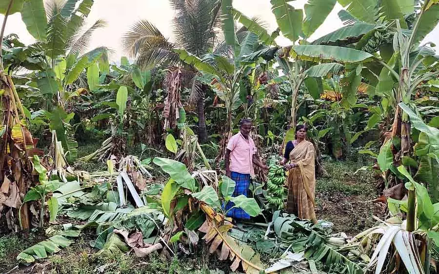 Karnataka : जंगली हाथी के हमले में लौकी से भरा केले का बागान नष्ट हो गया Karnataka : जंगली हाथी के हमले में लौकी से भरा केले का बागान नष्ट हो गया