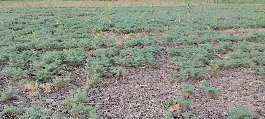 Gajendragarh : चने की फसल में बीमारी का असर Gajendragarh : चने की फसल में बीमारी का असर