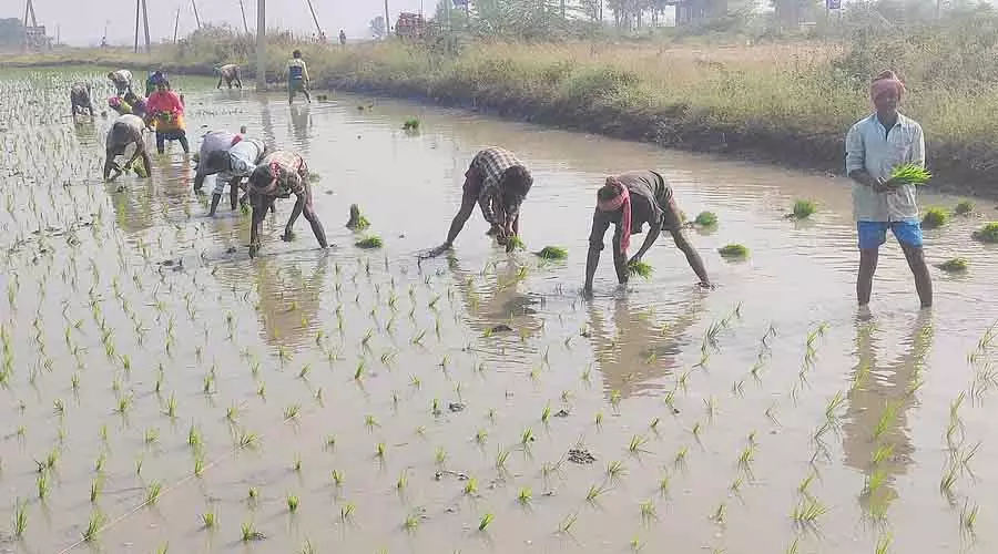Karnataka : कृष्णा अचुकट्टू इलाके में धान की रोपाई का काम जारी है Karnataka : कृष्णा अचुकट्टू इलाके में धान की रोपाई का काम जारी है
