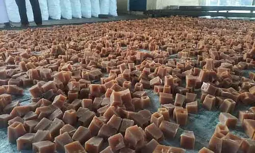 Sugarcane में बीमारी का हमला: गुड़ का उत्पादन घट रहा है Sugarcane में बीमारी का हमला: गुड़ का उत्पादन घट रहा है